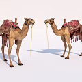 Two Camels With Traditional Decorated Saddles Standing Side By Side On White Background