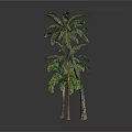 Four Palm Trees Of Various Sizes Against White Background