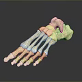 Medical Device Human Foot Bone Model For Anatomical Teaching Featuring Detailed Structure 3d model