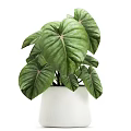 Stylish Indoor Garden Decor With Variegated Leafy Plants In White Ceramic Pots