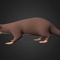 Aquatic Animal 3D Model Brown Otter With White Belly Standing Pose On Black Background