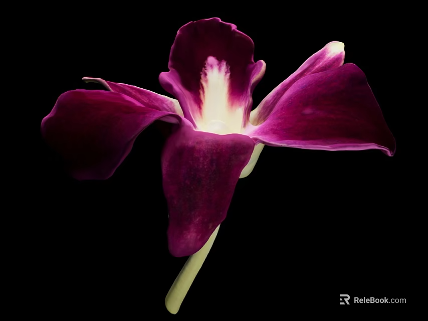Beautiful Purple Orchid with Vibrant Purple Petals White Center and Green Stem Against Black Background 3d model 