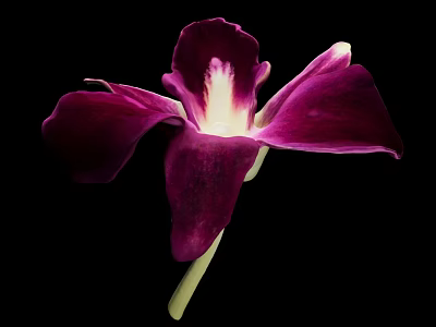 Beautiful Purple Orchid with Vibrant Purple Petals White Center and Green Stem Against Black Background 3d model