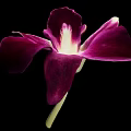 Beautiful Purple Orchid with Vibrant Purple Petals White Center and Green Stem Against Black Background