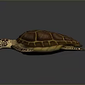 Turtle Cartoon Turtle Snapping Turtle Chickbill Turtle Reptile Cold Blooded Animal Reptile Class 3d model