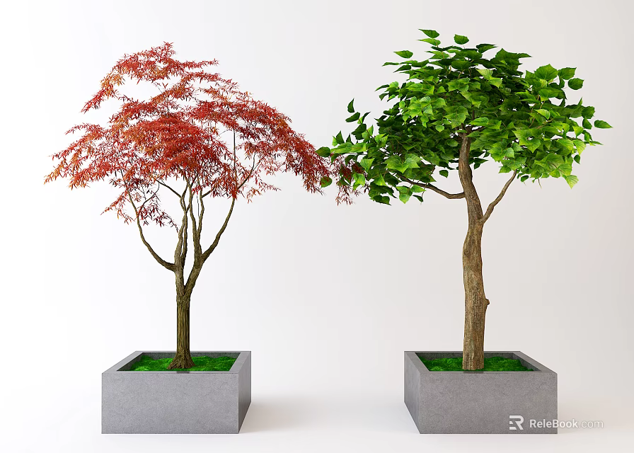 Two Potted Trees With Red And Green Leaves In Square Concrete Planters 3d model 
