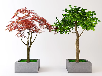 Two Potted Trees With Red And Green Leaves In Square Concrete Planters 3d model