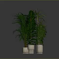 Indoor Green Plants With Lush Foliage In White Ceramic Pots On Dark Surface