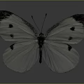 White Butterfly With Spread Wings Featuring Dark Spots And Brown Tipped Edges In Close View