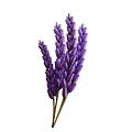 Fresh Purple Lavender Flower Bunches With Green Stems And Natural Decorative Look