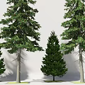Diverse Coniferous Trees for Landscape Design with Various Heights and Green Foliage