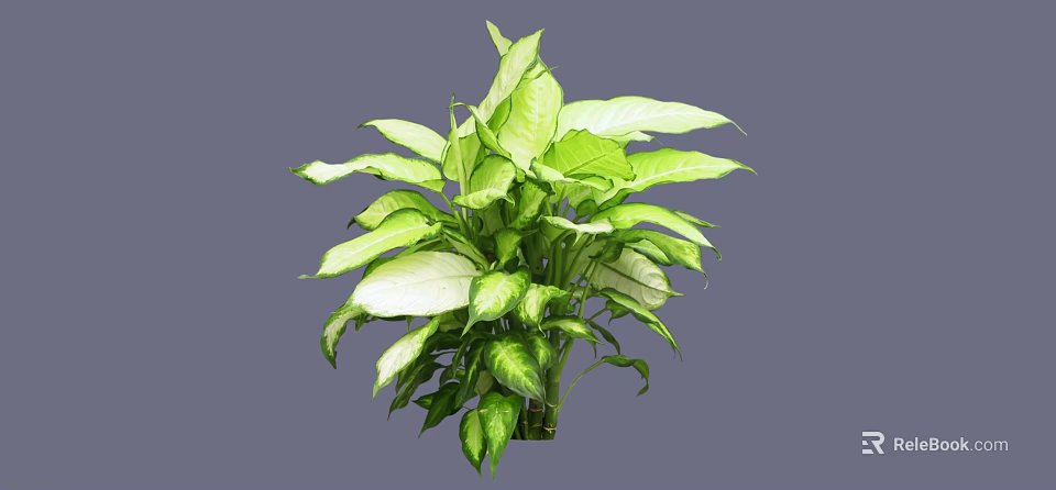 Lush Indoor Bush With Green And White Variegated Leaves For Decoration 3d model 