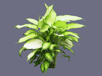 Lush Indoor Bush With Green And White Variegated Leaves For Decoration 3d model