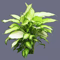 Lush Indoor Bush With Green And White Variegated Leaves For Decoration