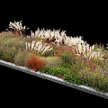 Layered Ornamental Flower and Grass Garden Bed with White Grasses Green Shrubs and Red Herbaceous Plants