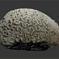 Close Up View Of Detailed Brain Coral Aquatic Animal With Intricate Surface Patterns