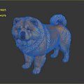 Orange Chow Chow Dog with Fluffy Fur and Curly Tail Standing on Dark Surface