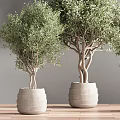 Three Bonsai Olive Trees With Lush Foliage In Light Colored Pots 3d model