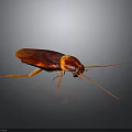 Red Cockroach with Long Antennae Shiny Exoskeleton and Detailed Closeup on Dark Background