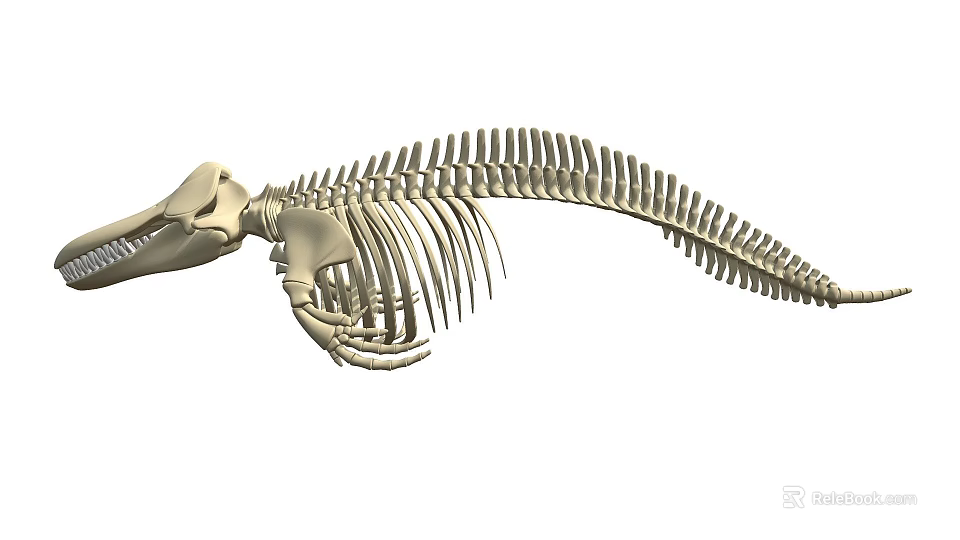 Detailed Marine Animal Skeleton With Vertebrae Ribs And Skull Structure 3d model 