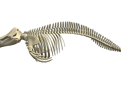 Detailed Marine Animal Skeleton With Vertebrae Ribs And Skull Structure 3d model