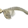 Detailed Marine Animal Skeleton With Vertebrae Ribs And Skull Structure