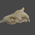 Ancient Cow Skull Specimen At Australian National University Archaeology Research