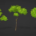 Green Trees with Different Shapes Brown Trunks and Lush Green Leaves