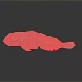 Spotted Reddish Brown And Orange Aquatic Fish With Unique Fins And Reflection On Dark Background
