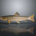 Freshwater Fish with Yellow Fins and Brown Spotted Body on Gray Background with Reflection