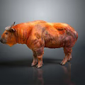 Detailed Orange Red Horned Buffalo Standing On Gray Background With Textured Fur