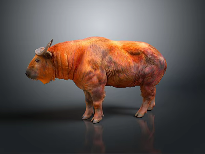 Detailed Orange Red Horned Buffalo Standing On Gray Background With Textured Fur 3d model