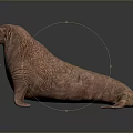 Realistic Walrus Model With Large Tusks And Detailed Body Texture On Black Surface