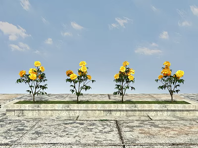 Yellow Roses Four Plants On Stone Slab Platform With Blue Sky And White Clouds Background 3d model