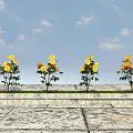 Yellow Roses Four Plants On Stone Slab Platform With Blue Sky And White Clouds Background