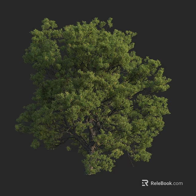 Tall Lush Arbor With Dense Green Foliage And Strong Healthy Trunk 3d model 