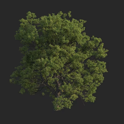 Tall Lush Arbor With Dense Green Foliage And Strong Healthy Trunk 3d model