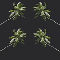 Tall Palm Trees With Lush Green Fronds And Long Curved Trunks