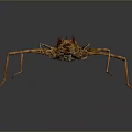 Close Up View Of Brown Insect With Long Legs And Segmented Body