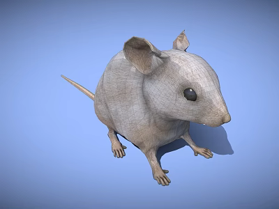 3D Wireframe Rat Character Model With Big Ears For Game And Movie Scenes 3d model