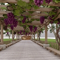 Grape Corridor Grape Grape Flower Rack 3d model