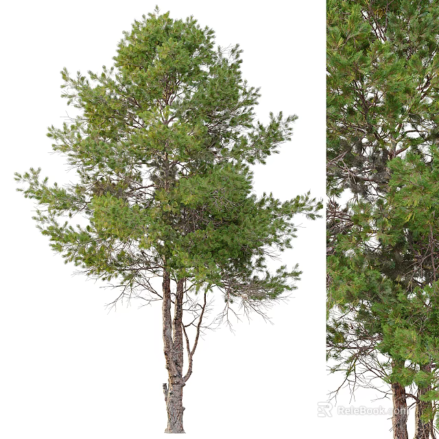 Tall Arbor With Lush Green Foliage And Textured Trunk In Natural Growth 3d model 