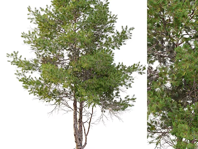 Tall Arbor With Lush Green Foliage And Textured Trunk In Natural Growth 3d model