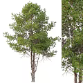 Tall Arbor With Lush Green Foliage And Textured Trunk In Natural Growth
