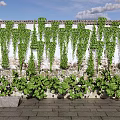 Vines Covering White And Stone Wall With Green Leaves Under Blue Sky And Clouds