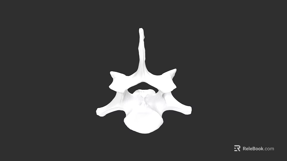 Detailed White Vertebra 3D Model Anatomical Structure on Black Background 3d model 