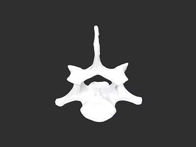 Detailed White Vertebra 3D Model Anatomical Structure on Black Background 3d model