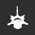 Detailed White Vertebra 3D Model Anatomical Structure on Black Background