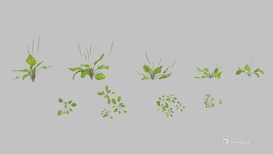 Various Green Herb Plants With Different Leaf Shapes And Sizes On Grey Background 3d model 