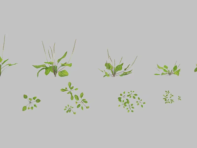 Various Green Herb Plants With Different Leaf Shapes And Sizes On Grey Background 3d model
